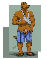 2020 abs anthro balls belt biceps bottomwear canid canine canis chestnuts_(artist) clothed clothing domestic_dog flaccid footwear genitals grin looking_at_viewer male mammal manly muscular partially_clothed pecs penis presenting raising_shirt sandals shirt shorts simple_background smile solo standing tank_top topwear undressing vein veiny_penis