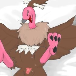 avian cloaca feral lowres mandibuzz penis pokemon pokemon_bw sex small_penis unknown_artist vulture