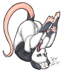 bailey closed_eyes female joshua_frinkle mammal marsupial opossum piercing plain_background pussy solo tongue undressing white_background