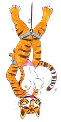 anthro bound breasts female female_only gag gagged kung_fu_panda master_tigress pitch-black-crow solo tagme tiger topless upside-down