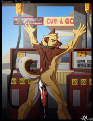 1boy after_sex anthro canine collar cum cum_in_ass cum_inside cumshot fur furry gas_pump knot llama-butt looking_at_viewer male male_only orgasm penis solo