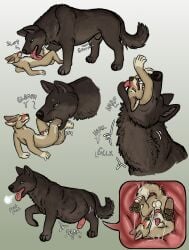 absurd_res animal_genitalia anthro balls belly_lick blush canid canine canis coyote duo erection feet_first feral genitals hgythshs hi_res inside_stomach internal larger_feral licking licking_body male male/male mammal masturbating_prey masturbation masturbation_inside_body masturbation_inside_stomach mythological_canine mythological_creature mythology neck_bulge organs rumbling_stomach sheath size_difference stomach stomach_bulge swallowing tongue vore werecanid werecanine werecreature werewolf willing_prey wolf