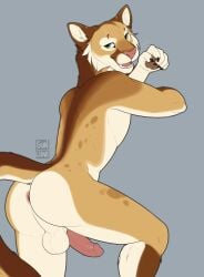 2026 absurd_res anthro anus ass balls brown_body brown_fur cougar felid feline fur genitals green_eyes grey_background hi_res male mammal nude penile_spines penis pinup pose rikki_(purrma) sexy_eyes simple_background solo sunliine tail whiskers white_body white_fur