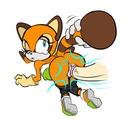 marine the raccoon from sega by r!p