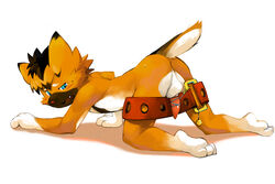 1boy anthro anus bell belt bondage bound canine collar fur furry male male_only penis presenting solo string vu06