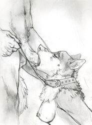 anthro black_and_white breasts canine collar fellatio female fur furry male monochrome nude oral oral_sex penis plain_background sex sketch spackered straight white_background