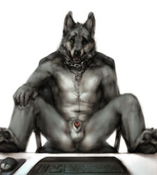 1boy anakuro anus ass balls black_nose canine canine_penis collar german_shepherd green_eyes hybrid keyboard looking_at_viewer male male_only nude open_mouth paws penis plain_background presenting sheath sketch solo spread_legs spreading webcam white_background wolf