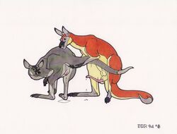 2011 after_sex anatomically_correct balls bent_over cum female feral from_behind kangaroo looking_back male marsupial messy penis presenting pussy raised_tail sex straight tail tail_grab tor