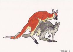 1990s 1994 2011 20th_century anatomically_correct bent_over cum doggy_style female feral from_behind kangaroo male marsupial penis pussy sex straight tor