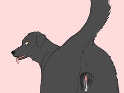 anatomically_correct anus ass black ass canine color commission cum canine dripping female feral from_behind koosh-ball lab looking_at_viewer precum pussy raised_tail sketch steggy tail tongue