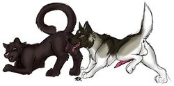 black canine canine feline feral k9 knot licking oral panther pussy sex sketchkat tongue