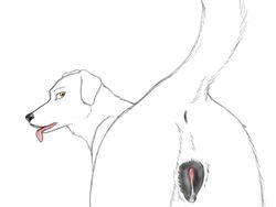 anatomically_correct anus ass black canine commission cum dripping female feral from_behind koosh-ball lab looking_at_viewer precum pussy raised_tail sketch steggy tail tongue