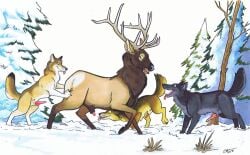 2018 anatomically_correct anatomically_correct_feral anatomically_correct_genitalia anatomically_correct_penis animal_genitalia animal_penis antlers brown_body brown_fur canid canine canine_genitalia canine_penis canis cervine cervine_genitalia cervine_penis claws deer elk erection fangs feet feral fir_tree forest from_behind_position fur genitals group hooves horn interspecies knot knotted_penis lipsticking looking_at_genitalia looking_at_penis male male/male mammal marker_(artwork) mounting open_mouth outside penis penis_tip plant predator/prey roz_gibson sex sheath signature smile snow tail teeth toes tongue tongue_out traditional_media_(artwork) tree white_body white_fur winter wolf