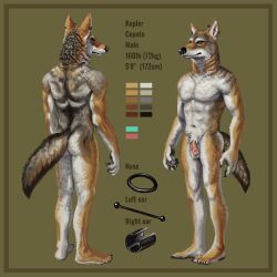 1:1 absurd_res anthro balls border brown_body brown_fur canid canine canis coyote facial_piercing fur genitals grey_body grey_fur hi_res humanoid_genitalia humanoid_penis kepler_coyote male mammal model_sheet momamo nose_piercing nude penis piercing solo teal_eyes yellow_border