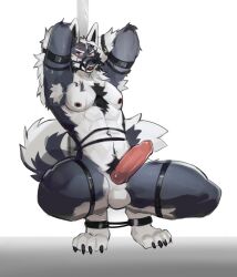 anthro balls biped bondage bondage bound canid canine claws countershade_fur countershade_torso countershading dr.kiyo erection fur genitals hi_res male mammal penis solo tail