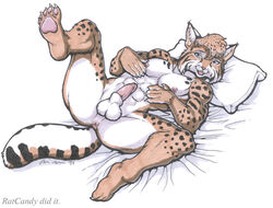 1boy 2001 abs anthro anus balls feline fur furry lynx male male_only nude on_back penis pillow ratcandy solo spread_legs spreading