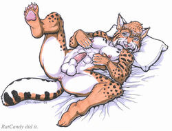 1boy 2001 abs anthro anus balls barbs feline fur furry lynx male male_only nude on_back penis pillow ratcandy solo spread_legs spreading