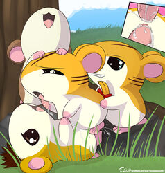 2011 anal anal_sex close-up color cum cum_in_ass cum_in_pussy cum_inside day double_penetration female feral fur group_sex hamster hamtaro_(series) male maxwell_(hamtaro) messy on_back orgy outdoors pashmina_(hamtaro) penetration penis rodent sandy_(hamtaro) sex stan_(hamtaro) straight tom_smith vaginal_penetration