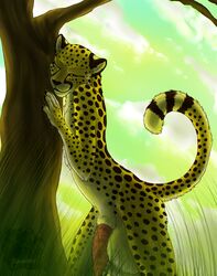 1boy anthro balls barbs big_balls cheetah feline grass hyper jasiri liquid looking_at_viewer male male_only penis pose raised_tail solo spots sunset tail toradoshi tree wood