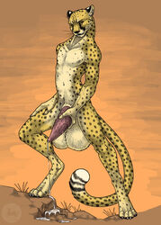 1boy 2011 anthro balls barbs big_balls big_penis cheetah color feline feline_penis fur furry hindpaw hyper jasiri looking_at_viewer male male_only masturbation outdoors paws penis precum sabretoothed_ermine seductive_look solo tail