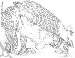 anthro anus black_and_white bound breasts catwarrior cheetah fangs feline female fur furry leopard looking_at_viewer monochrome nude pussy sketch snarl solo