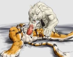 anthro balls canine cum cum_on_face erection feline fur furry gay looking_at_viewer lying male on_back oral penis rwolf tail tiger wolf