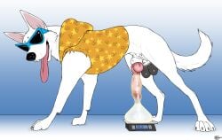 balls blake_(consensualcanine) canid canine canine_genitalia canine_penis canis condom condom_filling consensualcanine domestic_dog ejaculation feral filled_condom german_shepherd hoodie knot male orgasm penis scale solo sunglasses testicles tongue tongue_out white_fur