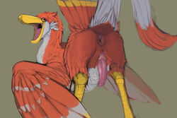 1boy 2011 amber_eyes anus avian beak bird erection feathers loftwing looking_back male male_only narse open_mouth penis plain_background red skyward_sword solo standing the_legend_of_zelda white_feathers wings