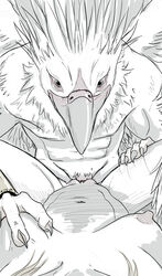 avian breasts female gryphon looking_at_viewer male missionary_position nude on_back penetration penis pov pussy sex sketch spread_legs spreading straight syrinoth vaginal_penetration