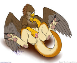 2011 avian curiodraco female feral gryphon nude on_back pussy solo spread_legs spread_pussy spreading wings