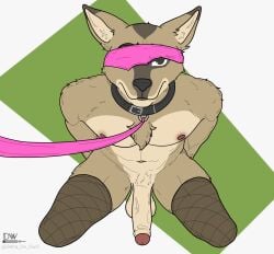 anthro balls beastars blindfold bondage bondage bound canid canine canis collar coyote delta_dewitt digital_media_(artwork) durham_(beastars) fur genitals hi_res male mammal nipples nude penis simple_background solo submissive