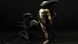 3d alien_(franchise) alien_vs_predator corwyn interspecies male male_only predator_(franchise) xenomorph yautja