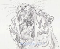 2011 ambiguous_gender anthro anus closed_eyes dragon duo feline female feral gaping_mouth inside_mouth janaita looking_back mammal monochrome nude oral_vore pencil_(artwork) pussy raised_tail saliva sera simple_background soft_vore tiger traditional_media_(artwork) vore watermark whiskers white_background