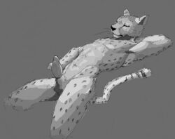 animal_genitalia anthro balls cheetah erection felid feline fur genitals looking_at_genitalia looking_at_penis lying male mammal monochrome nude on_back penis resrabbutt sheath simple_background solo solo_focus tail