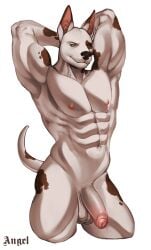 2024 abs absurd_res angellumen anthro areola arms_bent balls black_nose brown_inner_ear brown_markings canid canine canis colored digital_drawing_(artwork) digital_media_(artwork) domestic_dog english_description english_text foreskin fur fur_markings genitals green_eyes half-erect hands_behind_head hi_res humanoid_genitalia humanoid_penis lidded_eyes light lighting looking_at_viewer male male_anthro mammal markings mismatched_genitalia mismatched_humanoid_penis mismatched_penis multicolored_body multicolored_fur muscular muscular_anthro muscular_arms muscular_male navel nipples nude_anthro nude_male partially_retracted_foreskin pecs penis pink_areola pink_nipples pink_penis pit_bull portrait robb_(beniboy) shaded simple_background smile smiling_at_viewer solo tail tail_markings text thick_thighs three-quarter_portrait two_tone_body two_tone_fur two_tone_tail white_background white_balls white_body white_fur white_penis white_tail