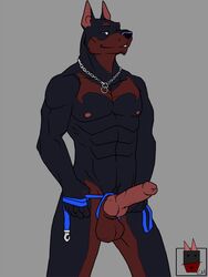 anthro balls canine cocky cocky_smile doberman erection fur furry knot leash linkin_monroe looking_at_viewer male male_only muscles necklace nipples penis solo