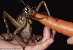 bug censored tagme weta