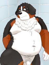 2021 3:4 anthro balls belly bernese_mountain_dog black_body black_fur black_nose blush brown_body brown_fur buried_penis canid canine canis censored domestic_dog flaccid fur genitals hi_res humanoid_genitalia humanoid_hands humanoid_penis inside kemono male mammal molosser moobs mountain_dog navel overweight overweight_male penis solo swiss_mountain_dog white_body white_fur yaki_atsuage