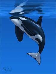 animal_genitalia aniutqa cetacean feral genital_slit male male_only mammal marine navel orca slit solo underwater water whale