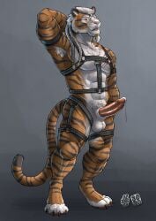 anthro bodily_fluids cum cum_drip digitigrade dripping erection felid genital_fluids genitals harness hi_res hufnaar looking_at_viewer male mammal muscular pantherine penile_spines penis solo tiger