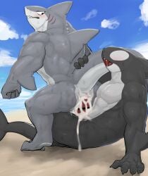2023 abs anthro anthro_on_anthro anthro_penetrated anthro_penetrating anthro_penetrating_anthro anthro_penetrating_male beach biceps biped cetacean colored dolphin duo hi_res male male/male male_penetrated male_penetrating male_penetrating_anthro male_penetrating_male mammal marine muscular muscular_anthro muscular_male muscular_thighs oceanic_dolphin orca pecs penetration sea sex shark_fin shark_tail toothed_whale uro0000 water