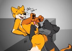 absurd_res anal animal_genitalia anthro anus barely_visible_anus bodily_fluids canid canine canis chris_(raposanaranja) dripping duo fox fur genital_fluids genitals grey_body grey_fur hi_res knot knotted_penis licking looking_pleasured male male/male mammal masturbation multicolored_body open_mouth oral oral_masturbation orange_body orange_fur penis precum precum_drip raposanaranja rimming sex sheath simple_background spread_legs spreading tongue toony wolf