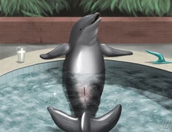 2012 anus cetacean dildo dolphin emptyset genital_slit grey male male_only marine pool sex_toy water