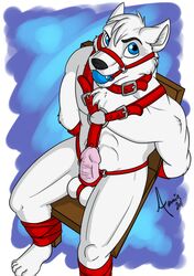 amocin anthro ball_gag bondage bound canine chair chair_bondage chair_tied character_request copyright_request fur furry gag gag_bondage gag_harness gagged harness harness_gag leather leather_clothing leather_harness looking_at_viewer male male_only penis tied