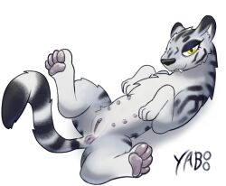 6_nipples anus bedroom_eyes clitoris fangs felid female feral fluffy fluffy_tail genitals hi_res lying mammal multi_nipple narrowed_eyes nipples on_back pantherine pawpads presenting presenting_anus presenting_pussy pussy seductive solo spread_legs spreading tail teeth tiger yaboo yellow_eyes