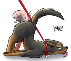 anal anal_sex ass_up bodily_fluids canid canine canine_penis canis collar cum cum_in_ass cum_inside disembodied_penis dobermann domestic_dog feral genital_fluids genitals hi_res knot knotted_penis leash leash_pull looking_back male male/male mammal pawpads penetration penis pinscher raised_tail side_view solo_focus tail tongue tongue_out yaboo zoophilia