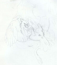 2007 2012 anus avian female feral gryphon on_back pussy sketch solo spread_legs spreading windpaw wings