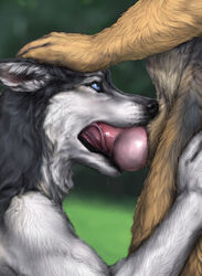 anakuro anatomically_correct anthro canine canine_penis color day erection fellatio fluffy fur furry gay german_shepherd husky knot licking lips male oral oral_sex outdoors penis petting realistic sheath tongue wet whiskers