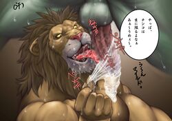 anthro balls blush bomb_(artist) censored condom cum feline fur furry gay japanese_text lion male muscles nude oral penis sweat tongue