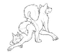 2012 anal_knotting anal_penetration anthro anthro_on_feral ass_up canid canine catwolf closed_eyes feral fox furry furry_only gay homosexual knotting male male/male male_only mammal no_humans on_front penis raised_tail sketch tail tied yaoi